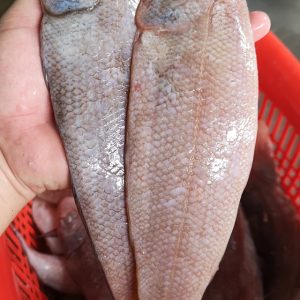 71303146 426868891275329 7313219137646362624 n I FRESHEST MARKETING SDN BHD Singapore Delivery iFresh2u! Online Seafood Delivery From Sekinchan to your Doorstep. We supply complete range of local seafood, meat, chicken, vegetables, fruits and many more.