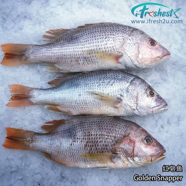 1 1500x1500 4 I FRESHEST MARKETING SDN BHD 红皂 Golden Snapper 1Pcs iFresh2u! Online Seafood Delivery From Sekinchan to your Doorstep. We supply complete range of local seafood, meat, chicken, vegetables, fruits and many more.