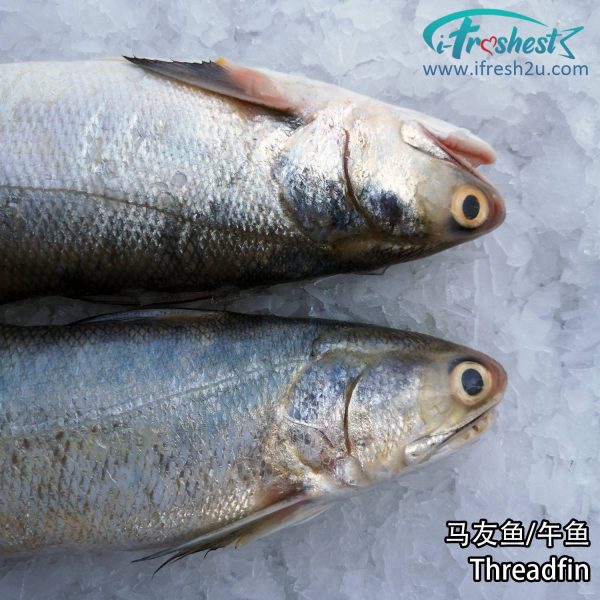 1 1500x1500 5 I FRESHEST MARKETING SDN BHD 马友 Threadfin 1Pcs iFresh2u! Online Seafood Delivery From Sekinchan to your Doorstep. We supply complete range of local seafood, meat, chicken, vegetables, fruits and many more.