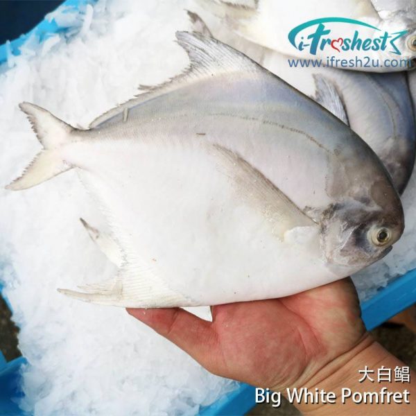 1 800x800 2 I FRESHEST MARKETING SDN BHD 白鲳 White Pomfret iFresh2u! Online Seafood Delivery From Sekinchan to your Doorstep. We supply complete range of local seafood, meat, chicken, vegetables, fruits and many more.