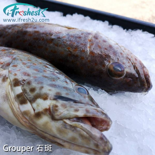 2 1000x1000 1 I FRESHEST MARKETING SDN BHD 石斑 Grouper Fish 1Pcs iFresh2u! Online Seafood Delivery From Sekinchan to your Doorstep. We supply complete range of local seafood, meat, chicken, vegetables, fruits and many more.