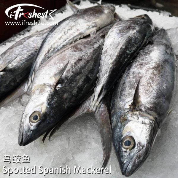 2 1000x1000 2 I FRESHEST MARKETING SDN BHD 马鲛 Spotted Spanish Mackerel 1Pcs iFresh2u! Online Seafood Delivery From Sekinchan to your Doorstep. We supply complete range of local seafood, meat, chicken, vegetables, fruits and many more.