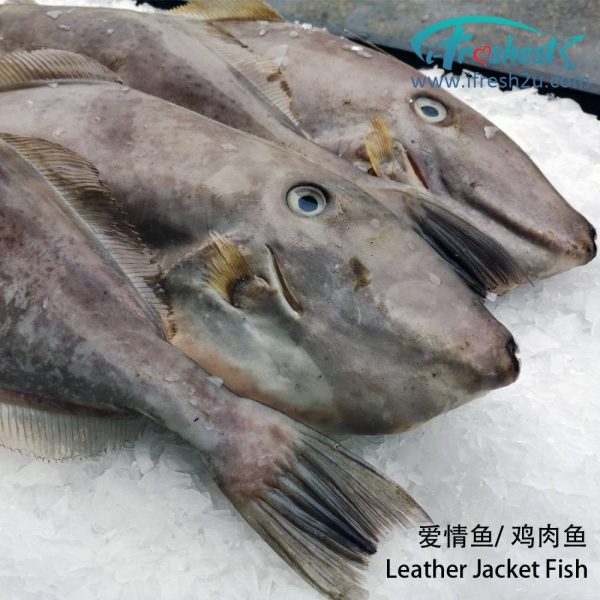 2 1000x1000 4 I FRESHEST MARKETING SDN BHD 爱情鱼 Leather Jacket Fish iFresh2u! Online Seafood Delivery From Sekinchan to your Doorstep. We supply complete range of local seafood, meat, chicken, vegetables, fruits and many more.