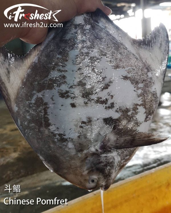 2 1200x1500 1 I FRESHEST MARKETING SDN BHD 斗鲳 Chinese Pomfret 1Pcs iFresh2u! Online Seafood Delivery From Sekinchan to your Doorstep. We supply complete range of local seafood, meat, chicken, vegetables, fruits and many more.