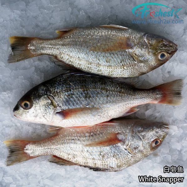 2 1500x1500 3 I FRESHEST MARKETING SDN BHD 白皂鱼 White Snapper 1Pcs iFresh2u! Online Seafood Delivery From Sekinchan to your Doorstep. We supply complete range of local seafood, meat, chicken, vegetables, fruits and many more.