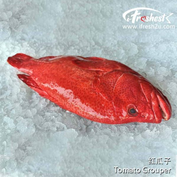 2 800x800 2 I FRESHEST MARKETING SDN BHD 红瓜子 Tomato Grouper 1Pcs iFresh2u! Online Seafood Delivery From Sekinchan to your Doorstep. We supply complete range of local seafood, meat, chicken, vegetables, fruits and many more.