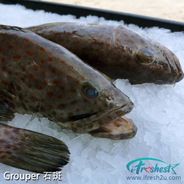 3 1000x1000 1 I FRESHEST MARKETING SDN BHD 石斑 Grouper Fish 1Pcs iFresh2u! Online Seafood Delivery From Sekinchan to your Doorstep. We supply complete range of local seafood, meat, chicken, vegetables, fruits and many more.