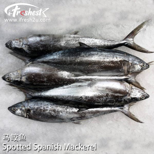 3 1000x1000 2 I FRESHEST MARKETING SDN BHD 马鲛 Spotted Spanish Mackerel 1Pcs iFresh2u! Online Seafood Delivery From Sekinchan to your Doorstep. We supply complete range of local seafood, meat, chicken, vegetables, fruits and many more.