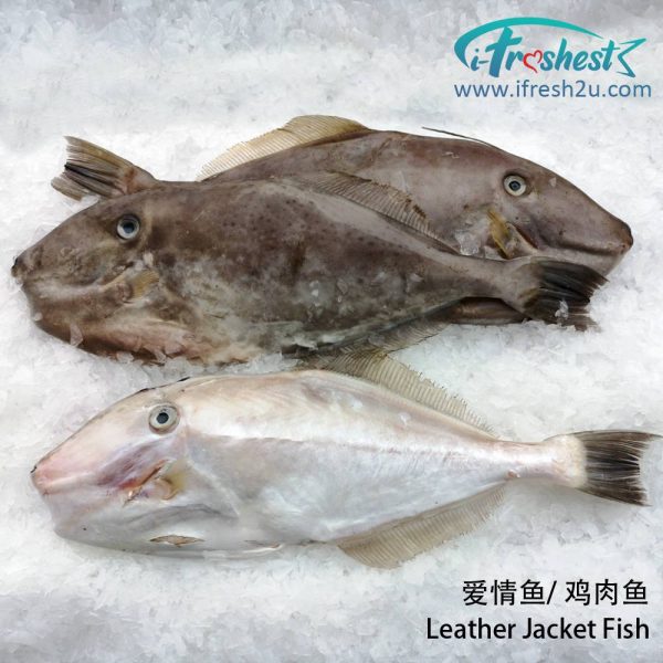 3 1000x1000 4 I FRESHEST MARKETING SDN BHD Leather Jacket Fish without Head 1Pcs 去头爱情鱼 iFresh2u! Online Seafood Delivery From Sekinchan to your Doorstep. We supply complete range of local seafood, meat, chicken, vegetables, fruits and many more.