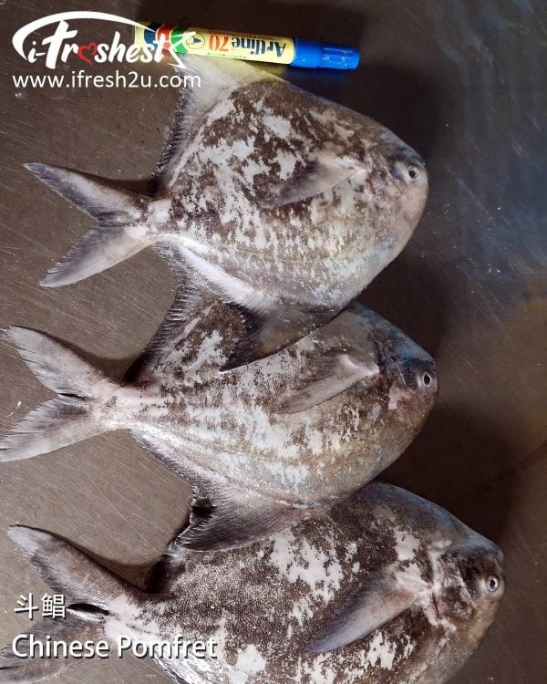 3 1200x1500 1 I FRESHEST MARKETING SDN BHD 斗鲳 Chinese Pomfret 1Pcs iFresh2u! Online Seafood Delivery From Sekinchan to your Doorstep. We supply complete range of local seafood, meat, chicken, vegetables, fruits and many more.