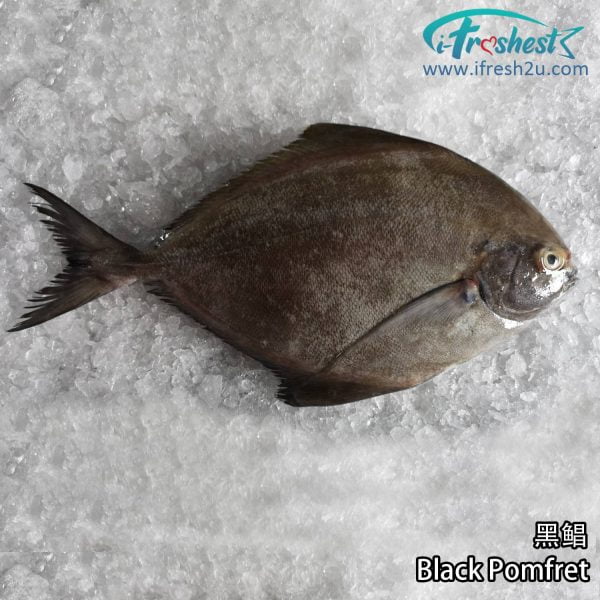 3 1500x1500 2 I FRESHEST MARKETING SDN BHD 黑鲳 Black Pomfret 1Pcs iFresh2u! Online Seafood Delivery From Sekinchan to your Doorstep. We supply complete range of local seafood, meat, chicken, vegetables, fruits and many more.