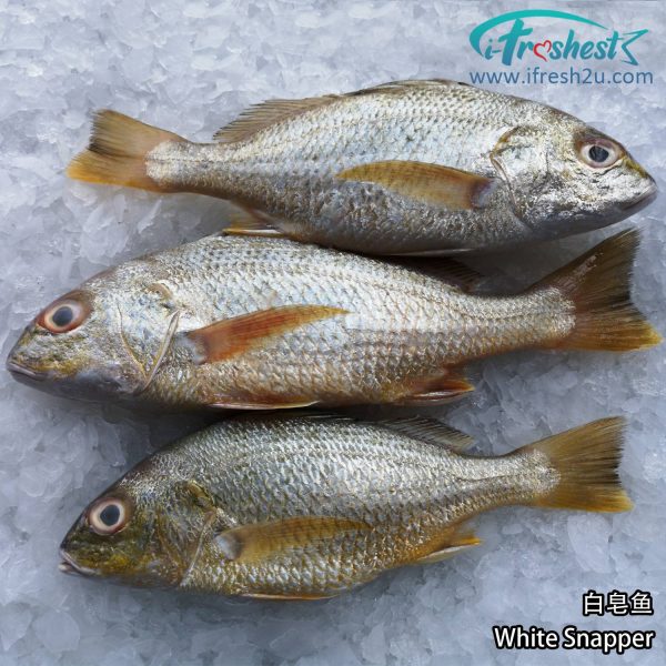 3 1500x1500 4 I FRESHEST MARKETING SDN BHD 白皂鱼 White Snapper iFresh2u! Online Seafood Delivery From Sekinchan to your Doorstep. We supply complete range of local seafood, meat, chicken, vegetables, fruits and many more.