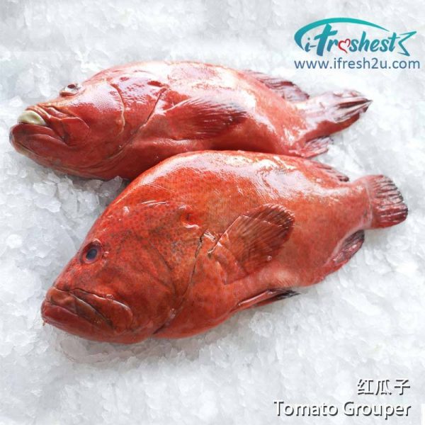 3 800x800 1 I FRESHEST MARKETING SDN BHD 红瓜子 Tomato Grouper 1Pcs iFresh2u! Online Seafood Delivery From Sekinchan to your Doorstep. We supply complete range of local seafood, meat, chicken, vegetables, fruits and many more.