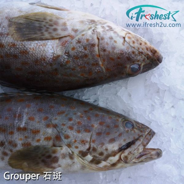 4 1000x1000 1 I FRESHEST MARKETING SDN BHD 石斑 Grouper Fish 1Pcs iFresh2u! Online Seafood Delivery From Sekinchan to your Doorstep. We supply complete range of local seafood, meat, chicken, vegetables, fruits and many more.