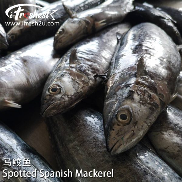 4 1000x1000 2 I FRESHEST MARKETING SDN BHD 马鲛 Spotted Spanish Mackerel 1Pcs iFresh2u! Online Seafood Delivery From Sekinchan to your Doorstep. We supply complete range of local seafood, meat, chicken, vegetables, fruits and many more.