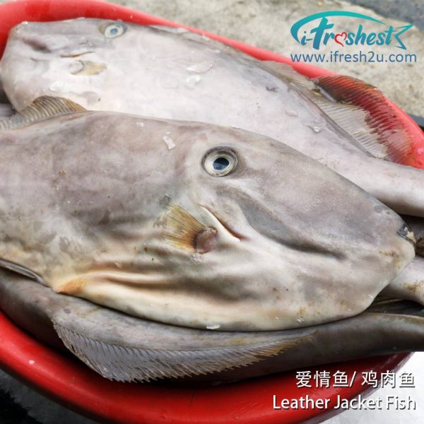 4 1000x1000 4 I FRESHEST MARKETING SDN BHD 爱情鱼 Leather Jacket Fish iFresh2u! Online Seafood Delivery From Sekinchan to your Doorstep. We supply complete range of local seafood, meat, chicken, vegetables, fruits and many more.