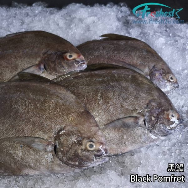 4 1500x1500 2 I FRESHEST MARKETING SDN BHD 黑鲳 Black Pomfret 1Pcs iFresh2u! Online Seafood Delivery From Sekinchan to your Doorstep. We supply complete range of local seafood, meat, chicken, vegetables, fruits and many more.