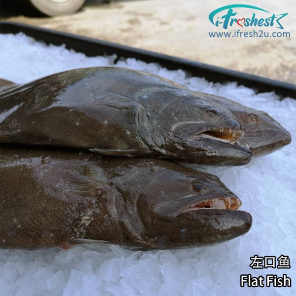 4 1500x1500 3 I FRESHEST MARKETING SDN BHD 左口鱼 Flat Fish 1Pcs iFresh2u! Online Seafood Delivery From Sekinchan to your Doorstep. We supply complete range of local seafood, meat, chicken, vegetables, fruits and many more.