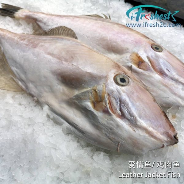 5 1000x1000 1 1 I FRESHEST MARKETING SDN BHD 爱情鱼 Leather Jacket Fish iFresh2u! Online Seafood Delivery From Sekinchan to your Doorstep. We supply complete range of local seafood, meat, chicken, vegetables, fruits and many more.