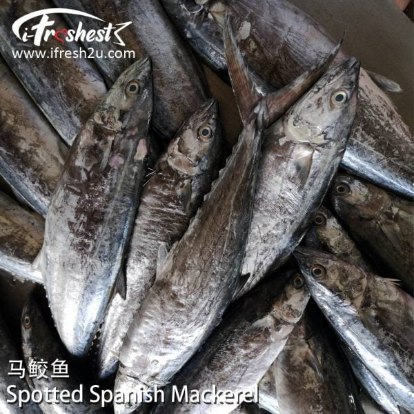 5 1000x1000 1 I FRESHEST MARKETING SDN BHD 马鲛 Spotted Spanish Mackerel 1Pcs iFresh2u! Online Seafood Delivery From Sekinchan to your Doorstep. We supply complete range of local seafood, meat, chicken, vegetables, fruits and many more.