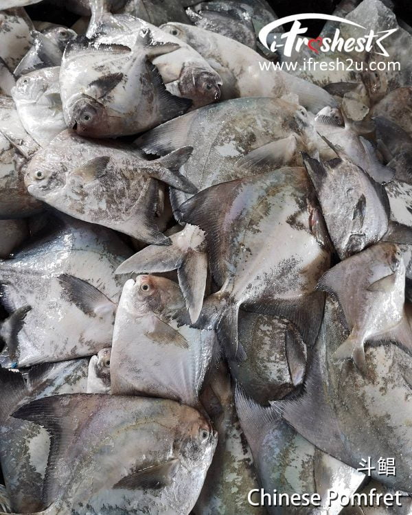 5 1200x1500 1 I FRESHEST MARKETING SDN BHD 斗鲳 Chinese Pomfret 1Pcs iFresh2u! Online Seafood Delivery From Sekinchan to your Doorstep. We supply complete range of local seafood, meat, chicken, vegetables, fruits and many more.