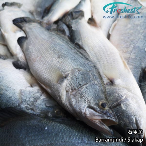 5 1500x1500 1 I FRESHEST MARKETING SDN BHD 石甲 Barramundi (Siakap) 1Pcs iFresh2u! Online Seafood Delivery From Sekinchan to your Doorstep. We supply complete range of local seafood, meat, chicken, vegetables, fruits and many more.