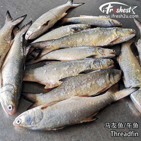 5 1500x1500 2 I FRESHEST MARKETING SDN BHD 马友 Threadfin 1Pcs iFresh2u! Online Seafood Delivery From Sekinchan to your Doorstep. We supply complete range of local seafood, meat, chicken, vegetables, fruits and many more.