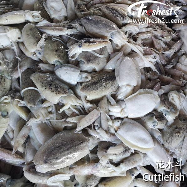 6 1000x1000 1 I FRESHEST MARKETING SDN BHD 墨鱼 花木斗 Cuttlefish 1Pcs iFresh2u! Online Seafood Delivery From Sekinchan to your Doorstep. We supply complete range of local seafood, meat, chicken, vegetables, fruits and many more.