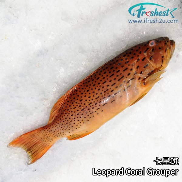 7star1 1500x1500 1 I FRESHEST MARKETING SDN BHD 七星斑 Leopard Coral Grouper iFresh2u! Online Seafood Delivery From Sekinchan to your Doorstep. We supply complete range of local seafood, meat, chicken, vegetables, fruits and many more.