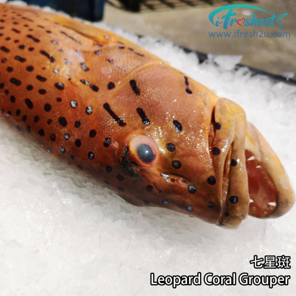 7star2 1500x1500 1 I FRESHEST MARKETING SDN BHD 七星斑 Leopard Coral Grouper iFresh2u! Online Seafood Delivery From Sekinchan to your Doorstep. We supply complete range of local seafood, meat, chicken, vegetables, fruits and many more.