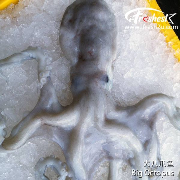 BIG octo1 800x800 1 I FRESHEST MARKETING SDN BHD 大八爪鱼 Big Octopus 1Pcs iFresh2u! Online Seafood Delivery From Sekinchan to your Doorstep. We supply complete range of local seafood, meat, chicken, vegetables, fruits and many more.