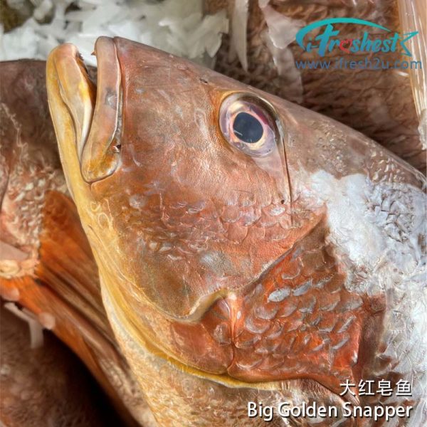 GOLDEN SNAPPER 2 I FRESHEST MARKETING SDN BHD Big Golden Snapper 2Kg-5Kg 1Pcs 大红皂 2-5Kg 1只 iFresh2u! Online Seafood Delivery From Sekinchan to your Doorstep. We supply complete range of local seafood, meat, chicken, vegetables, fruits and many more.