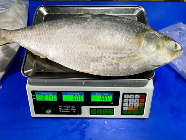 IMG 0957 I FRESHEST MARKETING SDN BHD 刺壳鱼 Toli Shad/ Ikan Terubuk 2Kg+/Pcs iFresh2u! Online Seafood Delivery From Sekinchan to your Doorstep. We supply complete range of local seafood, meat, chicken, vegetables, fruits and many more.