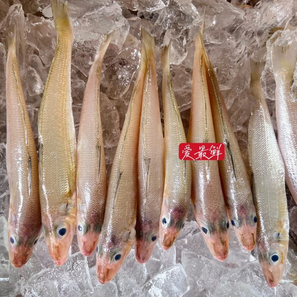 IMG 6242 scaled I FRESHEST MARKETING SDN BHD 沙尖/沙咀鱼 Silver Sillago 500Gm+- iFresh2u! Online Seafood Delivery From Sekinchan to your Doorstep. We supply complete range of local seafood, meat, chicken, vegetables, fruits and many more.