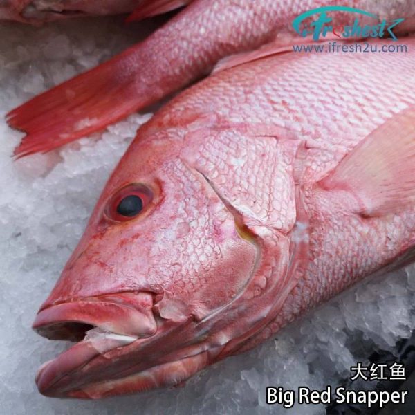 big red snapper 1 800x800 1 I FRESHEST MARKETING SDN BHD Big Red Snapper iFresh2u! Online Seafood Delivery From Sekinchan to your Doorstep. We supply complete range of local seafood, meat, chicken, vegetables, fruits and many more.