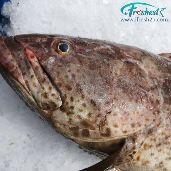 grouper2 1500x1500 1 I FRESHEST MARKETING SDN BHD Big Grouper 5Kg Up 1Pcs 大石斑 5Kg 以上1只 iFresh2u! Online Seafood Delivery From Sekinchan to your Doorstep. We supply complete range of local seafood, meat, chicken, vegetables, fruits and many more.