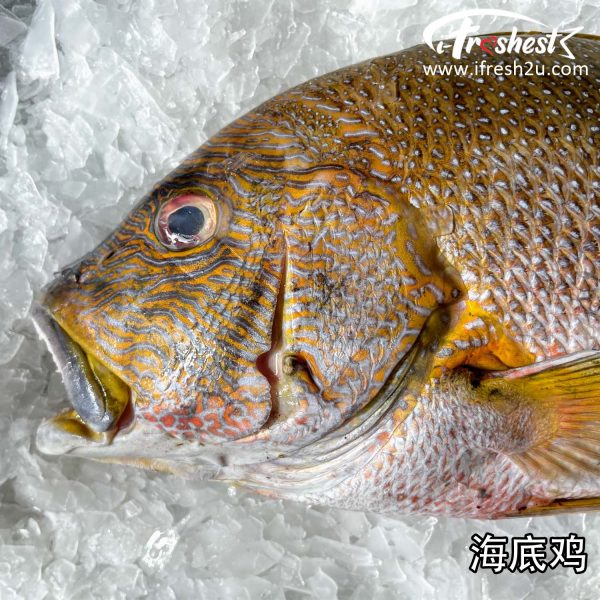 haidiji2 I FRESHEST MARKETING SDN BHD Blubberlip Snapper iFresh2u! Online Seafood Delivery From Sekinchan to your Doorstep. We supply complete range of local seafood, meat, chicken, vegetables, fruits and many more.