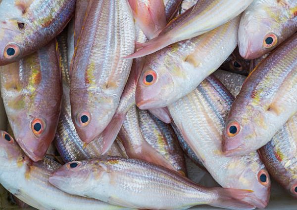 istockphoto 534052715 612x612 1 I FRESHEST MARKETING SDN BHD 金线鱼 Golden Bream Fish iFresh2u! Online Seafood Delivery From Sekinchan to your Doorstep. We supply complete range of local seafood, meat, chicken, vegetables, fruits and many more.