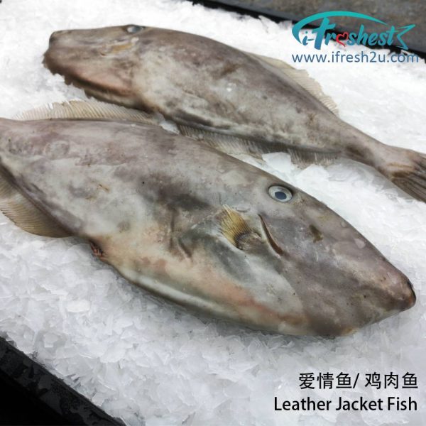 jpg 1000x1000 3 I FRESHEST MARKETING SDN BHD Leather Jacket Fish without Head 1Pcs 去头爱情鱼 iFresh2u! Online Seafood Delivery From Sekinchan to your Doorstep. We supply complete range of local seafood, meat, chicken, vegetables, fruits and many more.