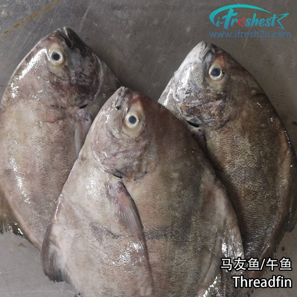 jpg 1500x1500 1 I FRESHEST MARKETING SDN BHD 黑鲳 Black Pomfret 1Pcs iFresh2u! Online Seafood Delivery From Sekinchan to your Doorstep. We supply complete range of local seafood, meat, chicken, vegetables, fruits and many more.