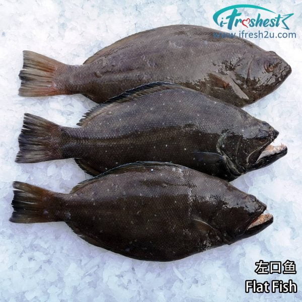 jpg 1500x1500 2 I FRESHEST MARKETING SDN BHD 左口鱼 Flat Fish 1Pcs iFresh2u! Online Seafood Delivery From Sekinchan to your Doorstep. We supply complete range of local seafood, meat, chicken, vegetables, fruits and many more.