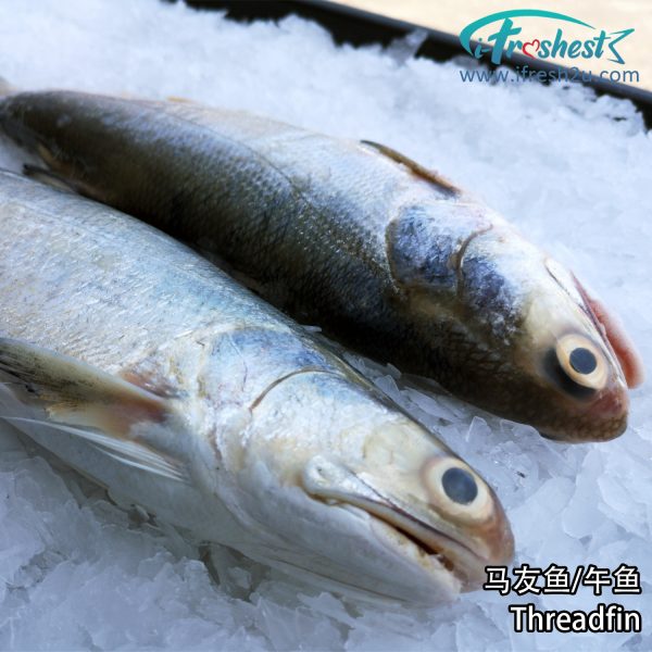 jpg I FRESHEST MARKETING SDN BHD Big Threadfin (Whole Fish Fillet) iFresh2u! Online Seafood Delivery From Sekinchan to your Doorstep. We supply complete range of local seafood, meat, chicken, vegetables, fruits and many more.