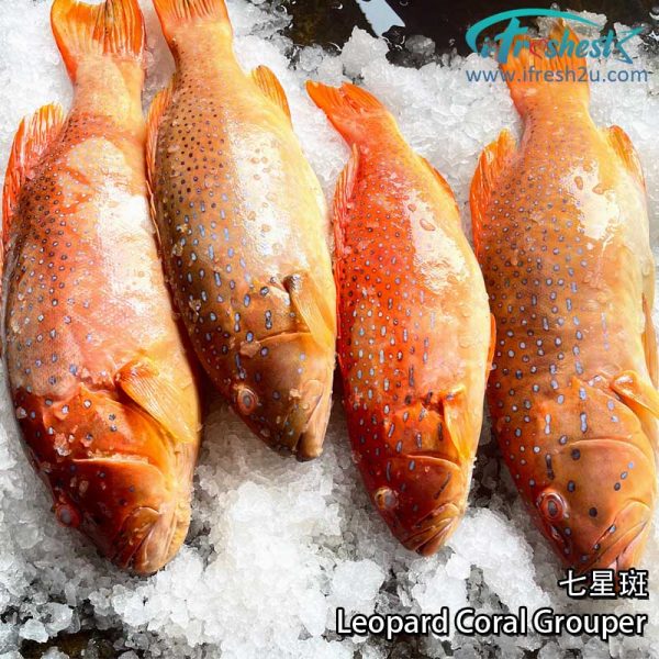 七星斑3 I FRESHEST MARKETING SDN BHD 七星斑 Leopard Coral Grouper iFresh2u! Online Seafood Delivery From Sekinchan to your Doorstep. We supply complete range of local seafood, meat, chicken, vegetables, fruits and many more.