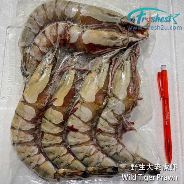 大老虎虾3 I FRESHEST MARKETING SDN BHD WILD TIGER PRAWN 800Gm+- iFresh2u! Online Seafood Delivery From Sekinchan to your Doorstep. We supply complete range of local seafood, meat, chicken, vegetables, fruits and many more.