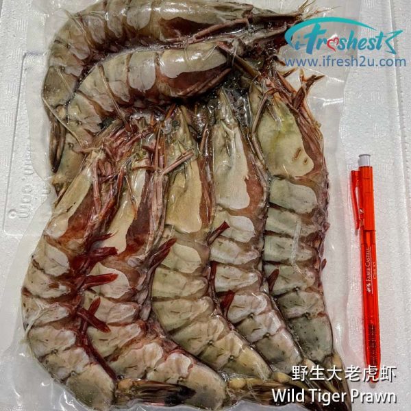 大老虎虾4 I FRESHEST MARKETING SDN BHD WILD TIGER PRAWN 800Gm+- iFresh2u! Online Seafood Delivery From Sekinchan to your Doorstep. We supply complete range of local seafood, meat, chicken, vegetables, fruits and many more.