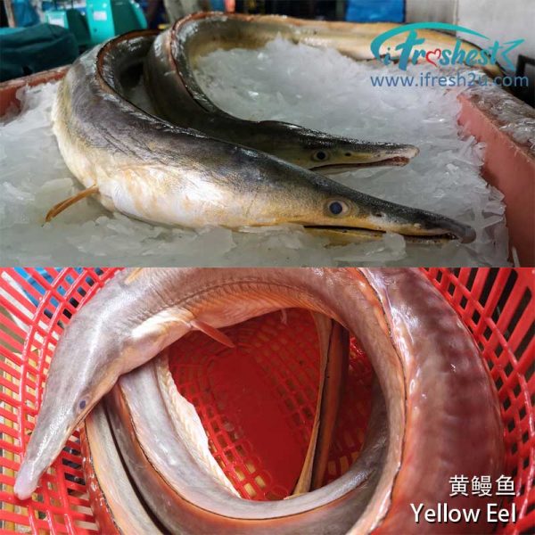 Yellow eel I FRESHEST MARKETING SDN BHD 黄鳗鱼肉段 Yellow Eel Steak 1Pcs iFresh2u! Online Seafood Delivery From Sekinchan to your Doorstep. We supply complete range of local seafood, meat, chicken, vegetables, fruits and many more.