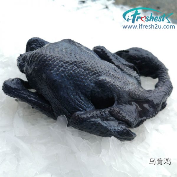 乌骨鸡2 I FRESHEST MARKETING SDN BHD 乌骨鸡 Black-bone Chicken iFresh2u! Online Seafood Delivery From Sekinchan to your Doorstep. We supply complete range of local seafood, meat, chicken, vegetables, fruits and many more.