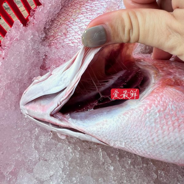 IMG 6246 scaled I FRESHEST MARKETING SDN BHD 红鱼 Red Snapper 1Pcs iFresh2u! Online Seafood Delivery From Sekinchan to your Doorstep. We supply complete range of local seafood, meat, chicken, vegetables, fruits and many more.