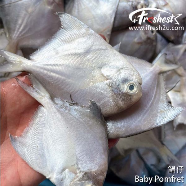 baby pomfret2 I FRESHEST MARKETING SDN BHD 鲳仔/风鲳 Baby Pomfret iFresh2u! Online Seafood Delivery From Sekinchan to your Doorstep. We supply complete range of local seafood, meat, chicken, vegetables, fruits and many more.