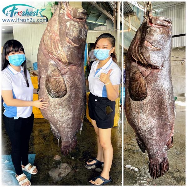 wild giant grouper steak3 I FRESHEST MARKETING SDN BHD Wild Giant Grouper Steak 100Gm iFresh2u! Online Seafood Delivery From Sekinchan to your Doorstep. We supply complete range of local seafood, meat, chicken, vegetables, fruits and many more.